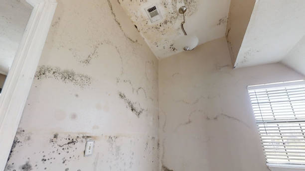 Best Mold Damage Restoration  in Dallas, OR
