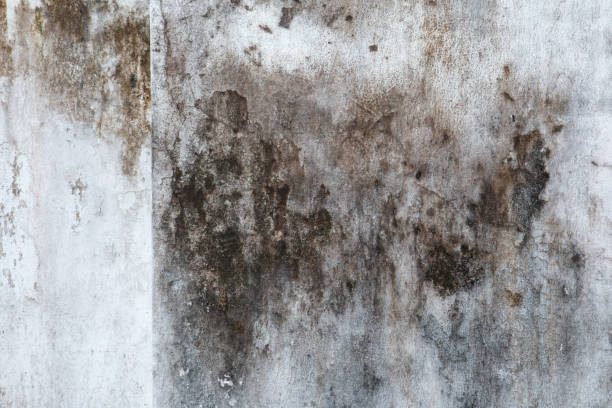 Best Attic Mold Removal  in Dallas, OR