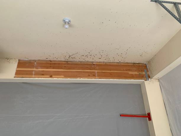 Best Crawl Space Mold Remediation  in Dallas, OR