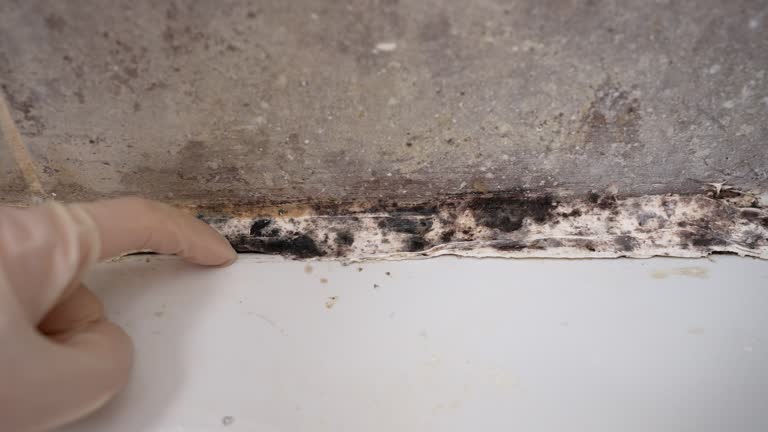 Best Mold-Related Health Consultation  in Dallas, OR
