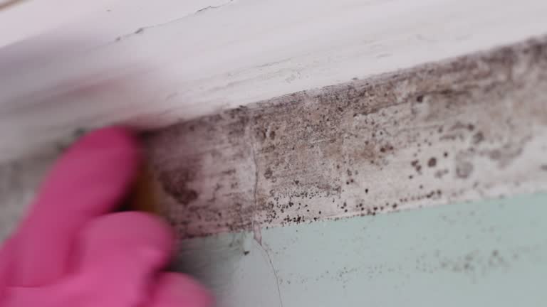 Best Industrial Mold Remediation  in Dallas, OR